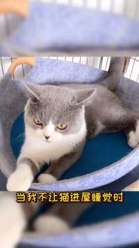 当你不让猫进屋睡觉时……