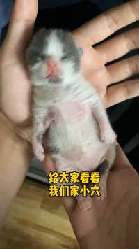 让你们看看新成员，小六