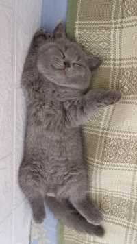 都怪你，全家的墨都被你吸走了，全家就你一只蓝猫😩