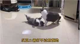 #宠物 #萌宠  干啥啥不行，讹人第一名