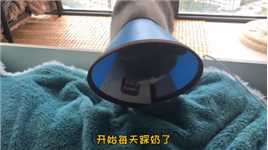 小可爱生病了，第一次去医院，心疼#猫咪 ##宠物 