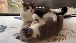 被我抓到现行了吧！能不能注意点影响！#萌宠 ##宠物 