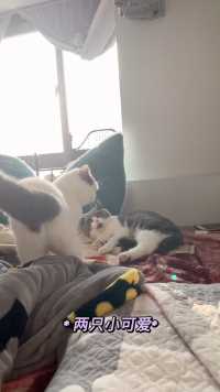 两只快乐的小二货！