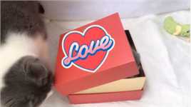 惊不惊喜？意不意外？