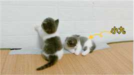 介绍一下，小六跟小九，日常生活萌萌哒！