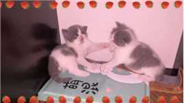 一山不能容二虎，俩猫也不行，况且还都是小公猫！