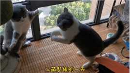 #萌宠 家里地位阶级很明显，可怜的二萌