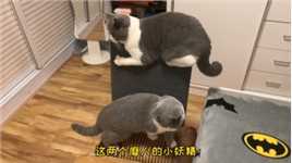##宠物 ##萌宠 每天花式撩骚儿，这谁受得了？