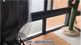 #萌宠 #宠物 这小日子过得太悠闲了，作为铲屎官，只能羡慕嫉妒恨