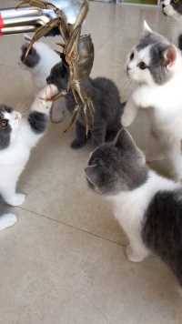 一群猫咪竟然对一只大闸蟹做出这种事……