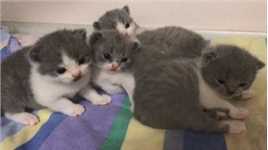 ##宠物 #萌宠 一大群小奶猫来袭，准备好迎接吧