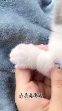 爪爪好可爱！
