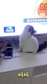 你家宠物也爱看电视吗？