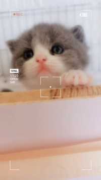 这只小可爱，也太治愈了吧！