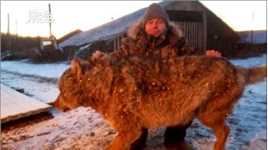 果然战斗民族！俄罗斯农民赤手打死吃自家狗狗的野狼