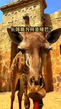 长颈鹿为何是哑巴？因为它没有声带