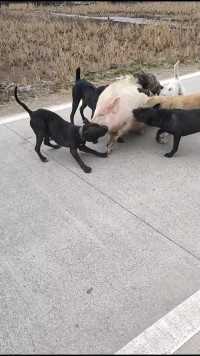 路遇几只狗在群猪