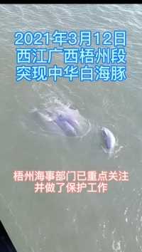 国宝级动物白海豚突现广西梧州西江水域  