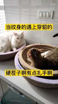 当纹身的遇上穿貂的  