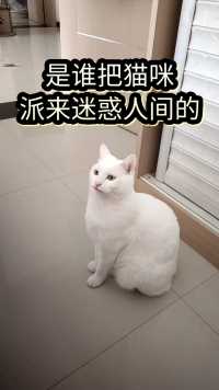 是谁把这么可爱的精灵派来蛊惑人间的  