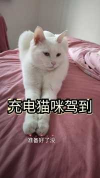 大长腿充电猫咪驾到  