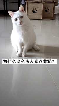 为什么这么多人喜欢养猫？  