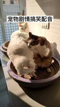 宠物搞笑配音  