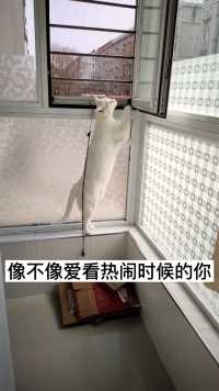 像不像爱看热闹时候的你  