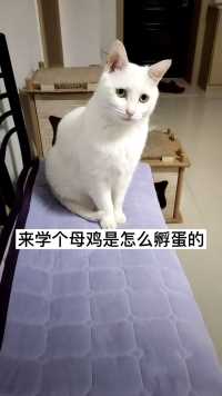 来来小白白表演一个母鸡是怎么孵蛋的？  