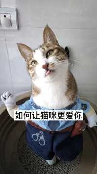 如何让猫咪更爱你  