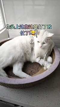 猫在江湖飘哪有不挨刀啊  