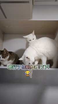 猫咪剧情搞笑配音  