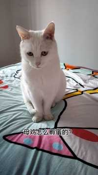 母鸡怎么孵蛋的？  