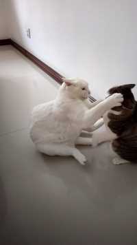 不在一个吨位的也可以四两拨千斤，以瘦胜胖  