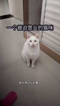 一个被迫营业的猫  