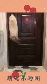成精啦成精啦，猫咪都会自己开门啦  