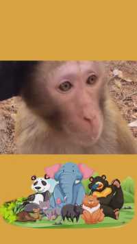 #猴子#求一个神评加特 