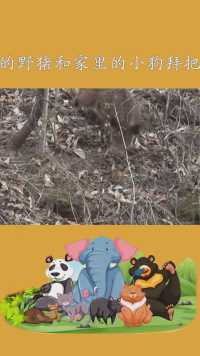 山里的野猪和家里的小狗拜把子，成为了好兄弟，情深义重#百万视友赐神评 #求一个神评加持
 