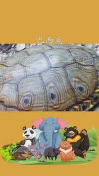 巴西龟在起源地没事，为什么来到中国就泛滥了是什么原因#探索#科普#知识#地球#分享#动物#自然#乌龟