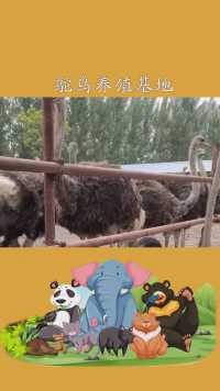 鸵鸟养殖基地#鸵鸟苗多少钱#百万视友赐神评 