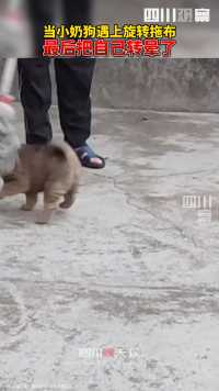 广东广州。当小奶狗遇上旋转拖布，最后把自己转晕了……狗：主人你玩我呢？