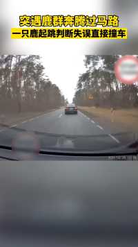 2月26日，波兰。群鹿跨越公路，“鹿失前蹄”撞上汽车……幸好鹿和车都没事。