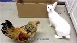 母鸡一直在挑衅小兔子，气的兔子上去就揍它，画面太逗了！