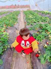坐在地里偷吃草莓的小朋友