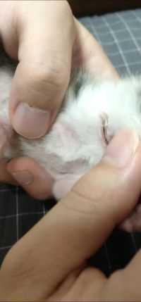 抢奶打架后续，老实了