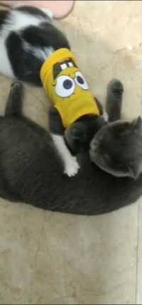 可怜娃，吸不到奶吸水龙头