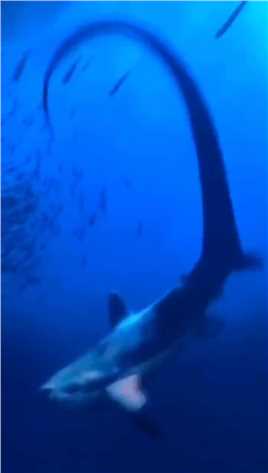 船长给大家分享神秘的海底世界，长尾鲨是怎样捕食，蝎子摆尾，非常罕见，感谢大家点赞支持！ #求一个神评加特