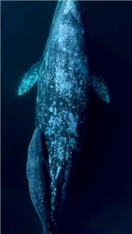 船长给大家分享，深海精的灵，海洋的霸主灰鲸母子迁移，行程1万多海里，横跨两大洋，见者点赞财运多多，福报多多！ #神评即是标题