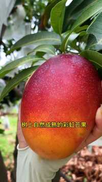 自然成熟的芒果