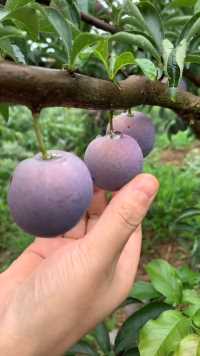 脆脆甜甜的红脆李